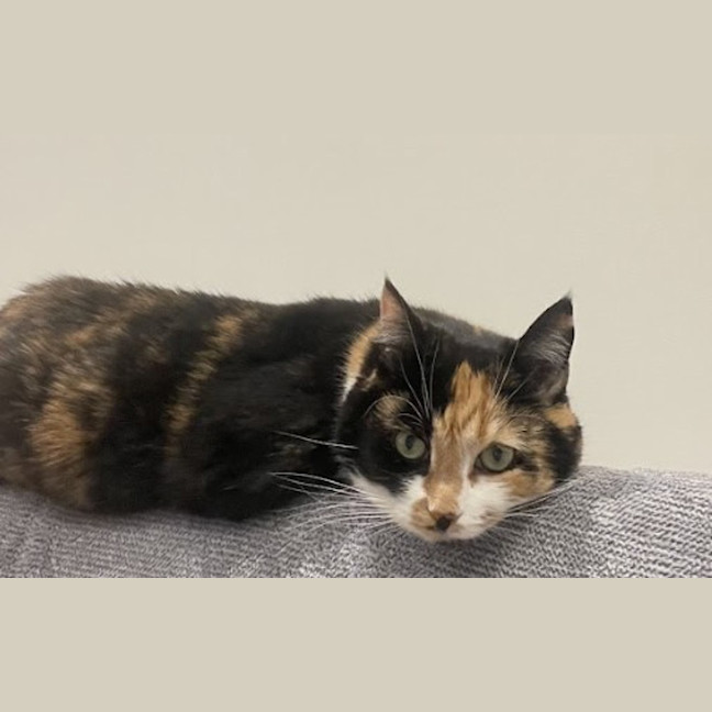 Photo of Cleo