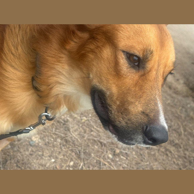 Photo of Krypto