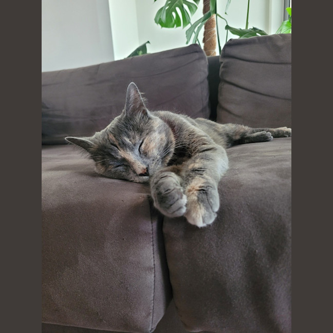 Photo of Polly