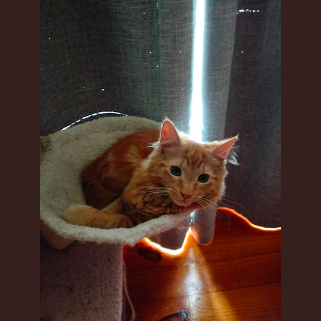 Photo of Paprika