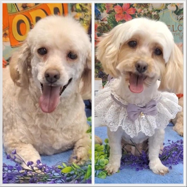 Photo of Molly & Benji