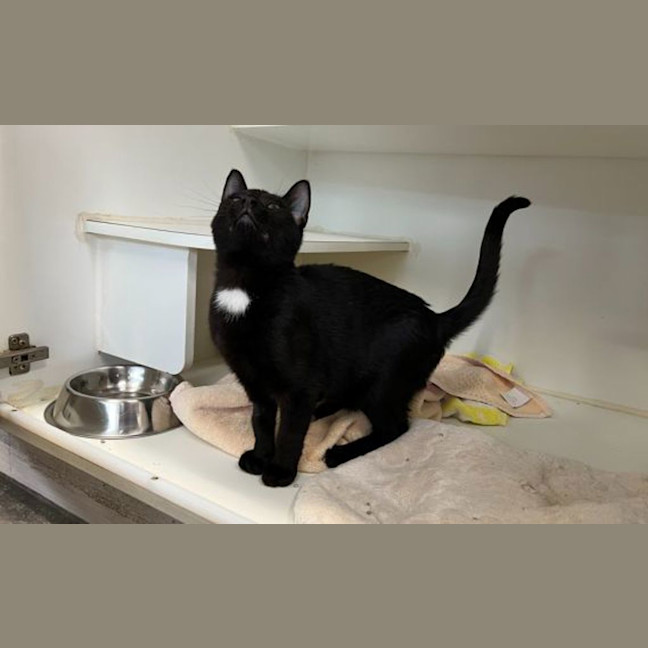 Photo of Midnight