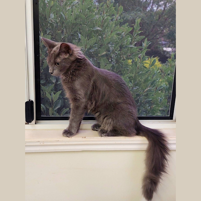 Photo of Hairy Styles