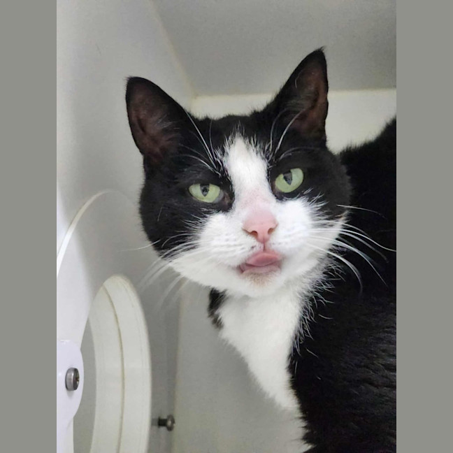 Photo of 🦨 Pepe 6506 🦨