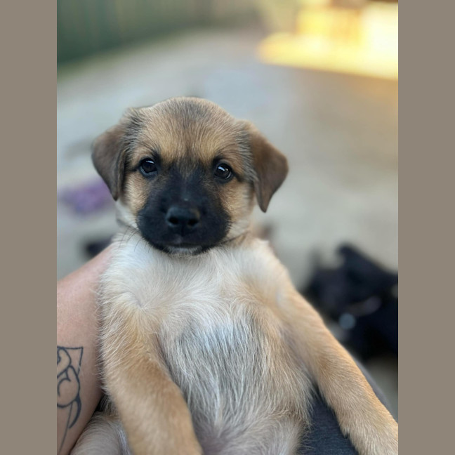 Photo of The Hawaiian Boys!