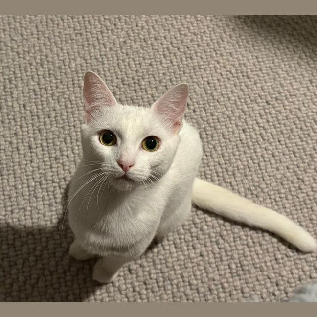Photo of Peppermint 