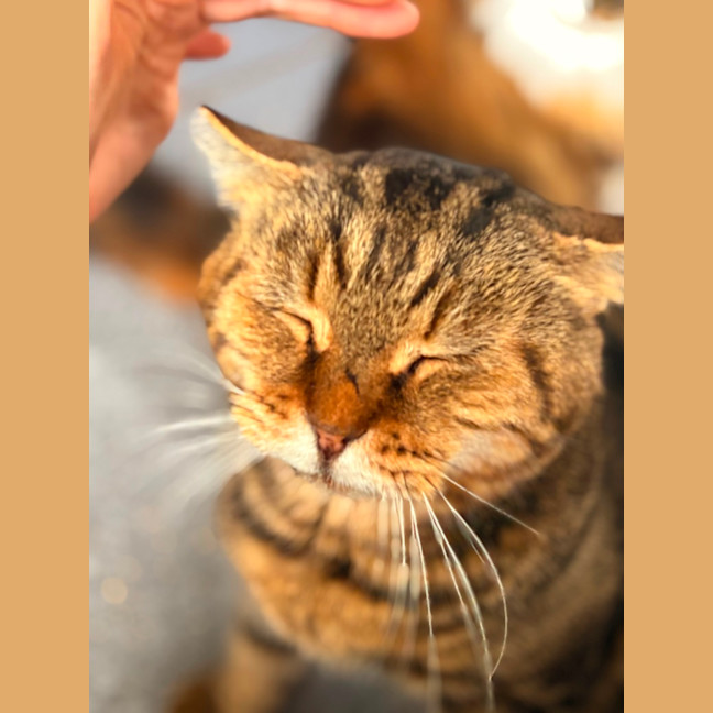 Photo of Charlie Boy