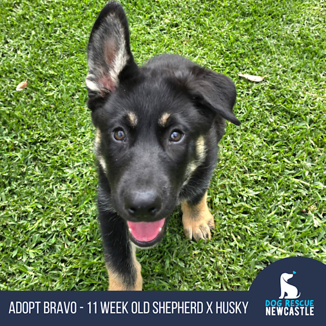 Photo of Bravo – 11 Week Old Shepherd X Husky (Trial)