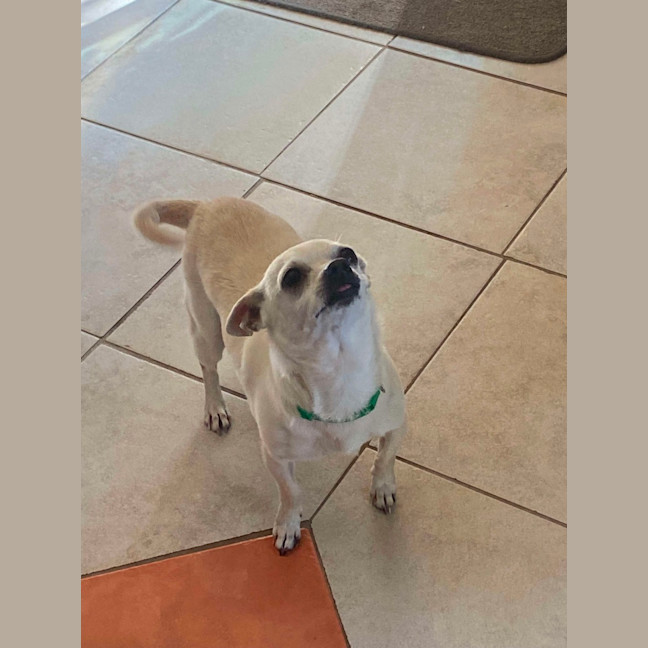 Photo of Rocky   6 Year Old Chihuahua (Trial)