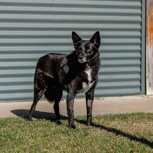 Photo of Roxy