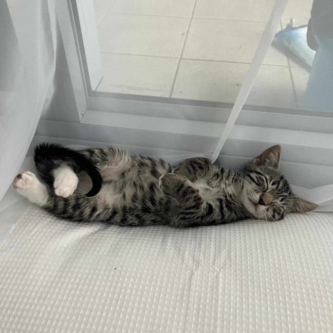 Photo of Loki