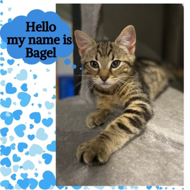 Photo of Bagel