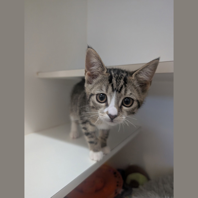 Photo of Echidna (Now Daisy)