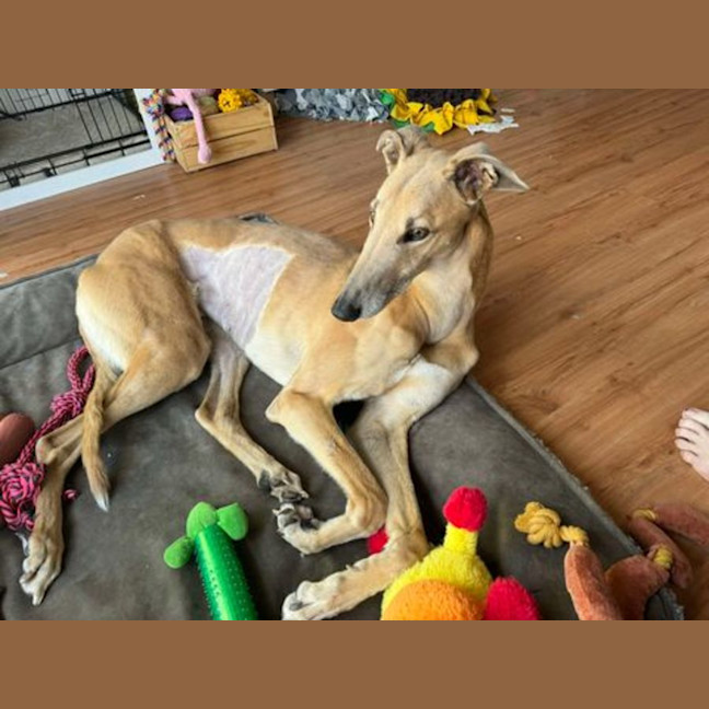Photo of Koby, They Greyhound