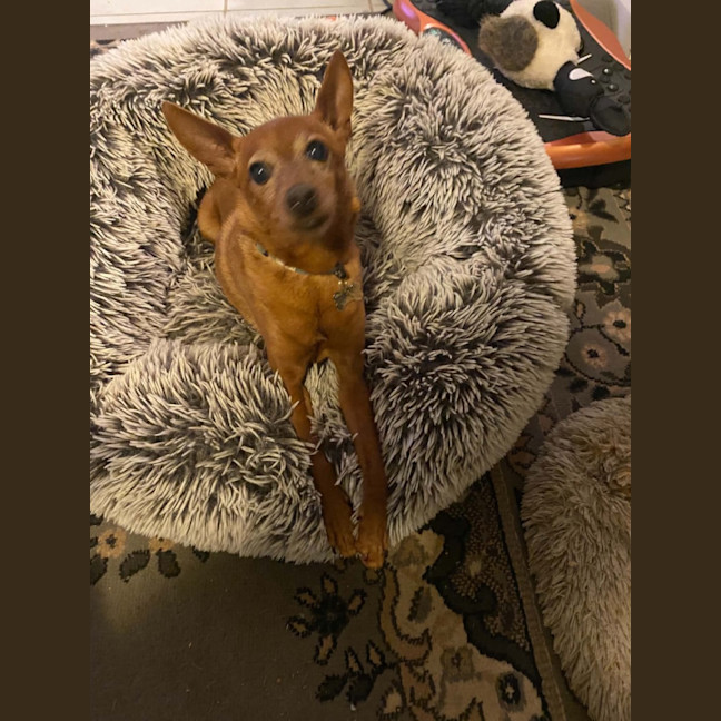 Photo of Nacho