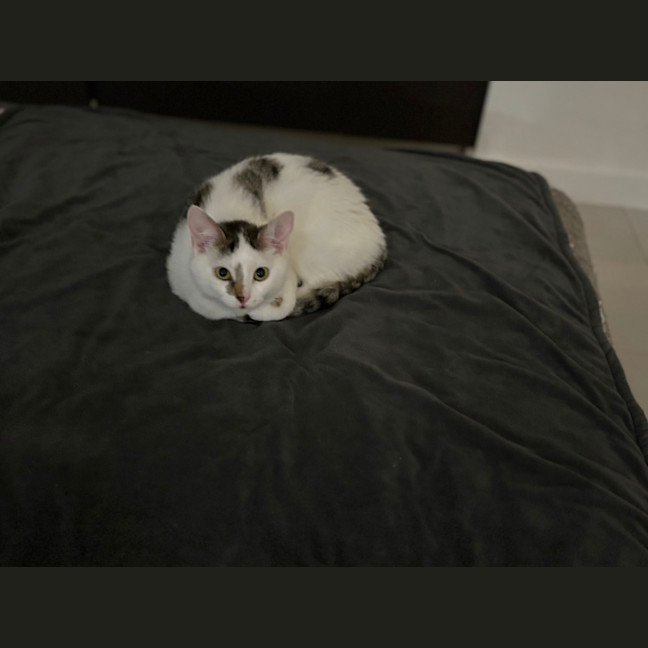 Photo of Scarlett Meet Me @Petstock Hastings Store 