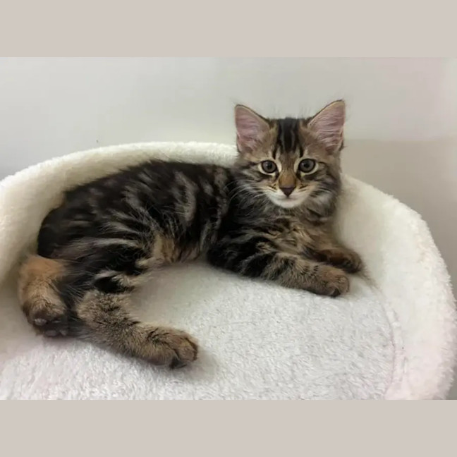Photo of Scout