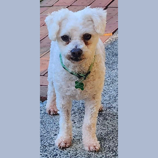 Photo of Buddy
