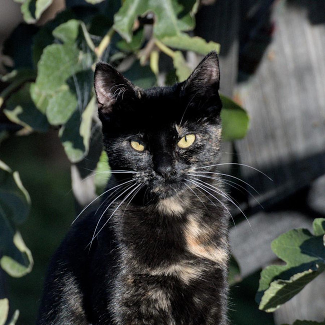 Photo of Freya