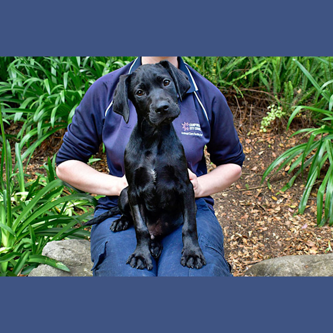 Photo of Judge Nugget