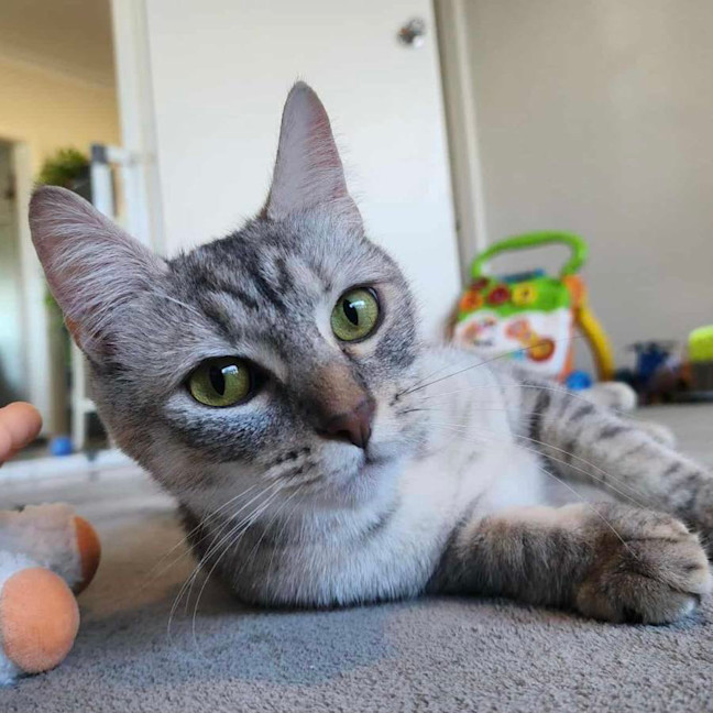 Photo of Azuki   In Foster Care In Healesville