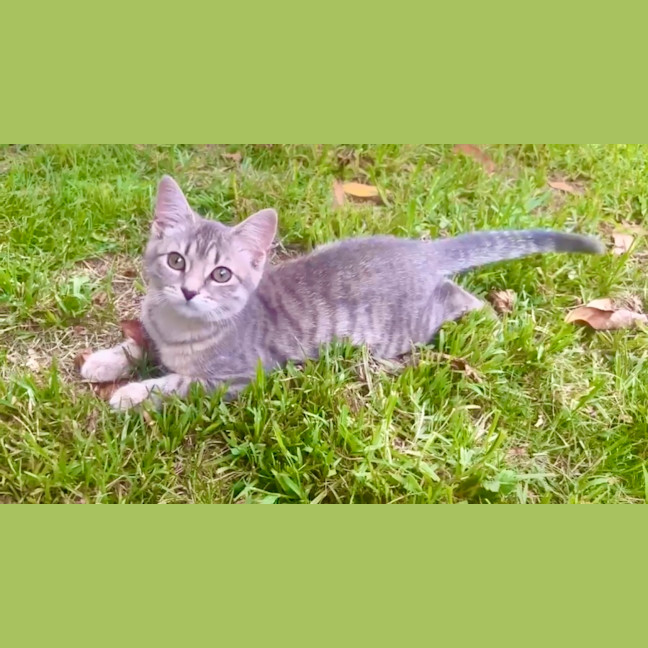 Photo of Gracie