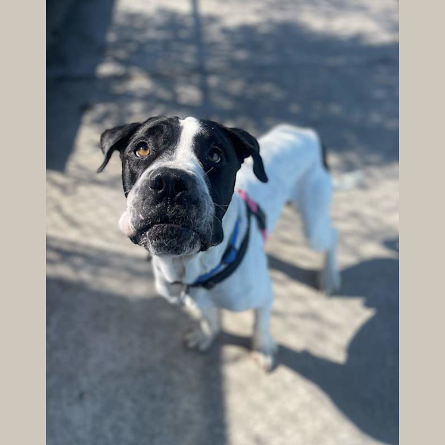 Photo of Mambo