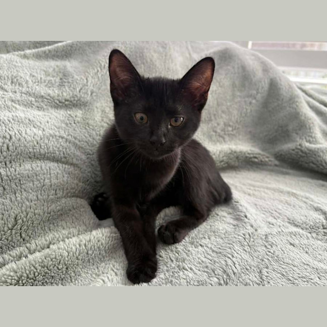 Photo of Puma
