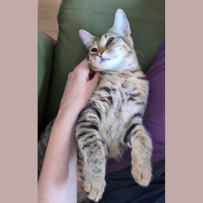 Photo of Nutmeg