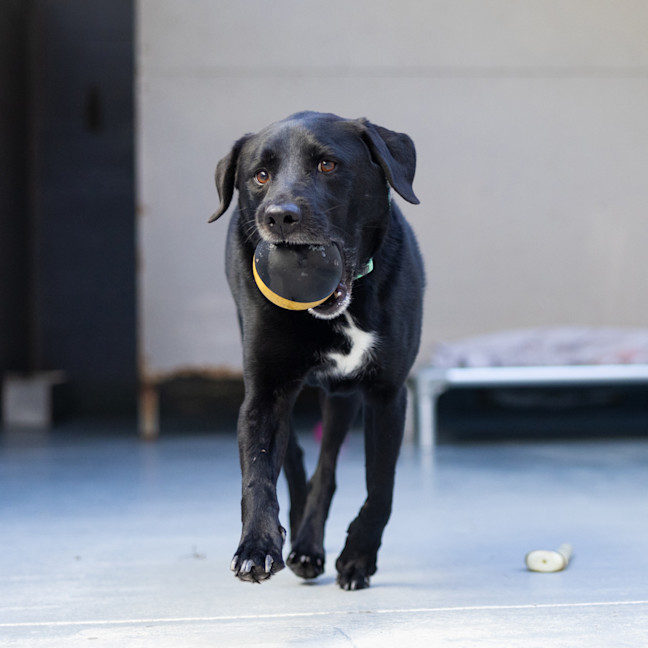 Photo of Harvey