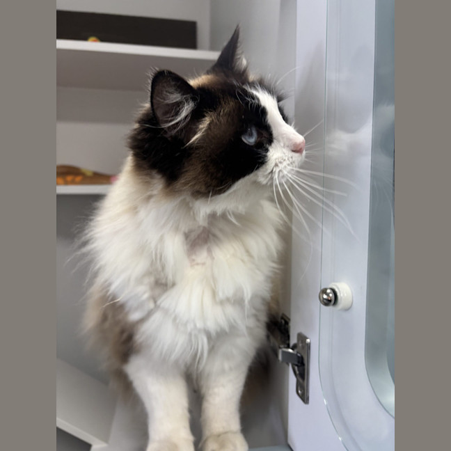 Photo of Zephyr