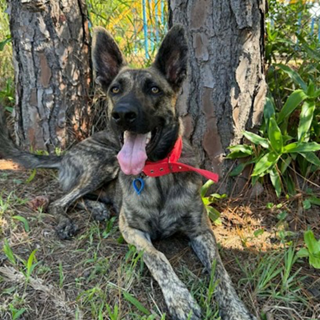 Photo of Rambo