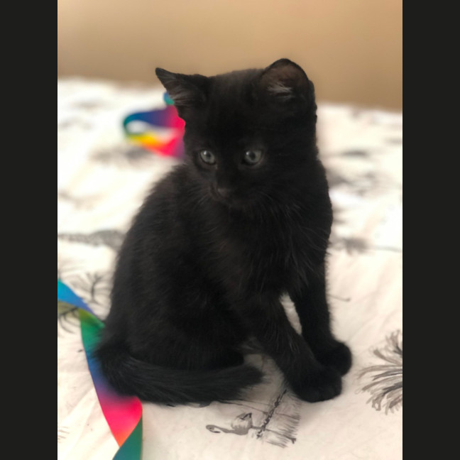 Photo of Kyle   2 Month Old Domestic Short Hair (Trial)