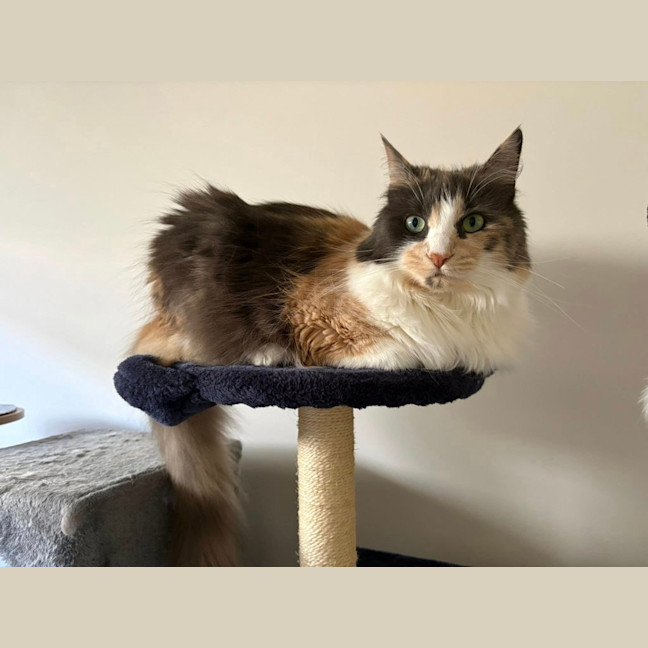 Photo of Pepper
