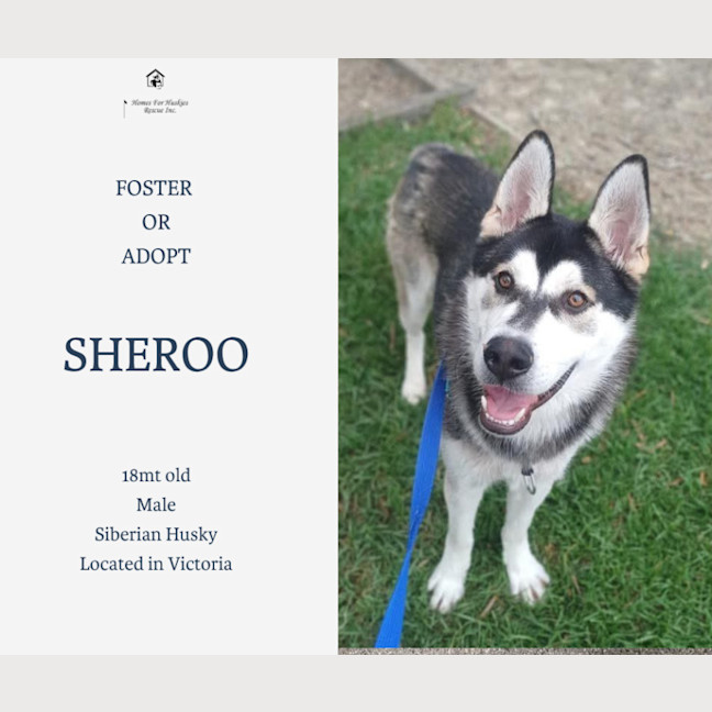Photo of Sheroo