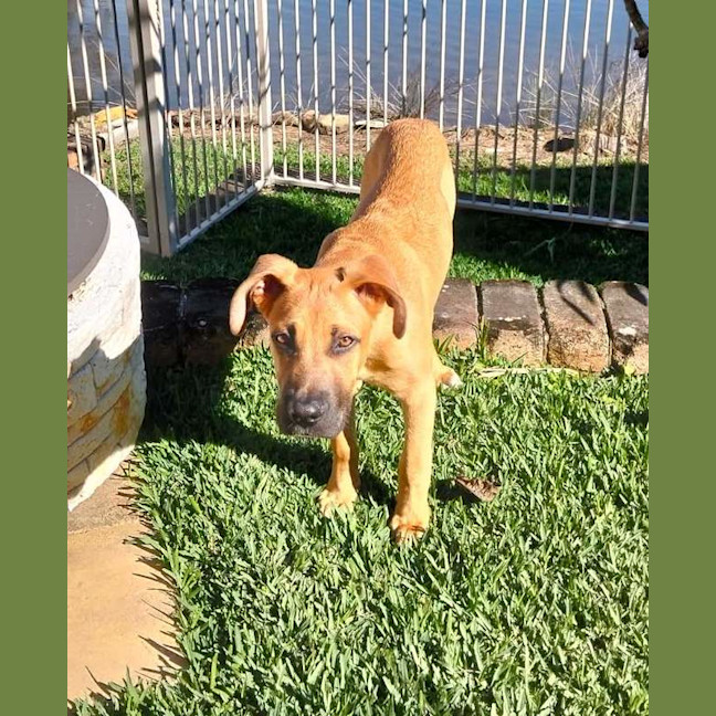 Photo of Pumpkin