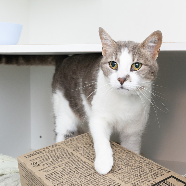 Photo of Prim