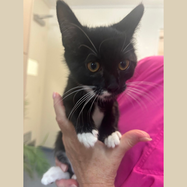 Photo of Sox