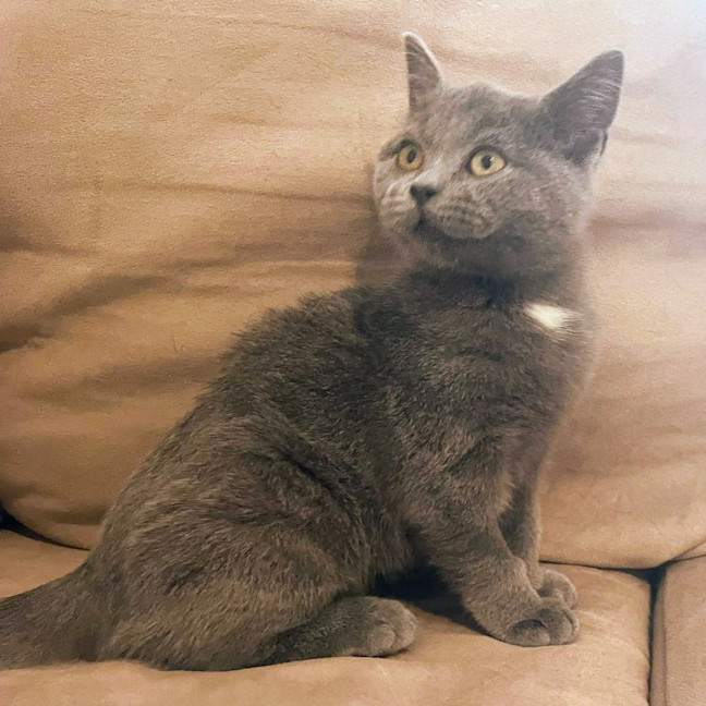 Photo of Dione