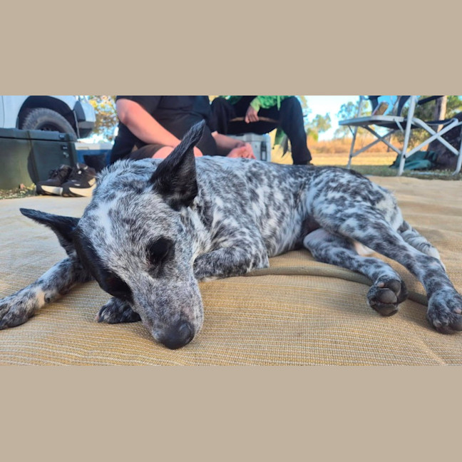 Photo of Posie