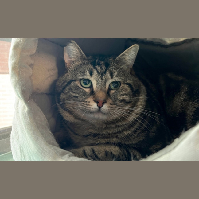 Photo of Moose