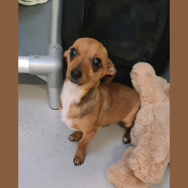 Photo of Scoop