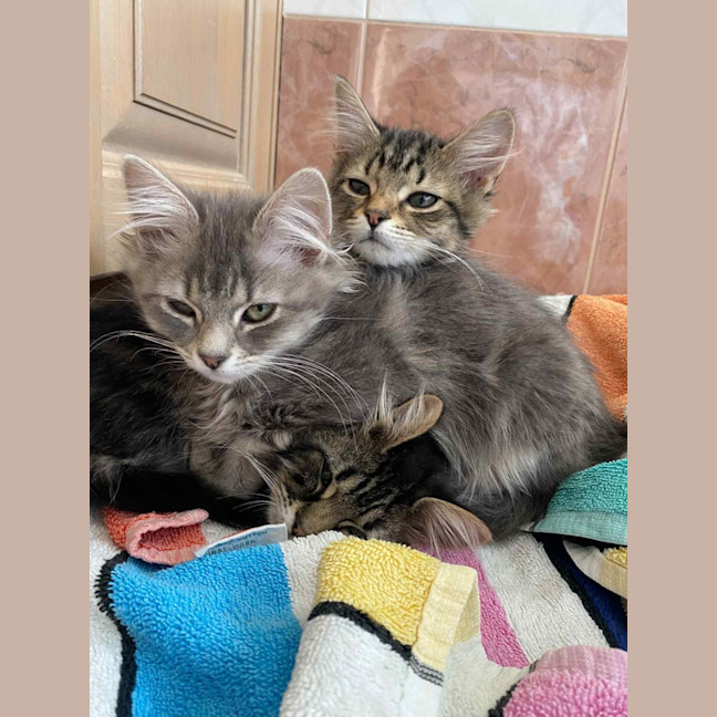 Photo of Spade   In Foster Care In Greensborough