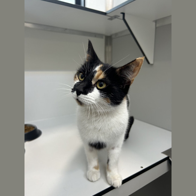 Photo of Cookie