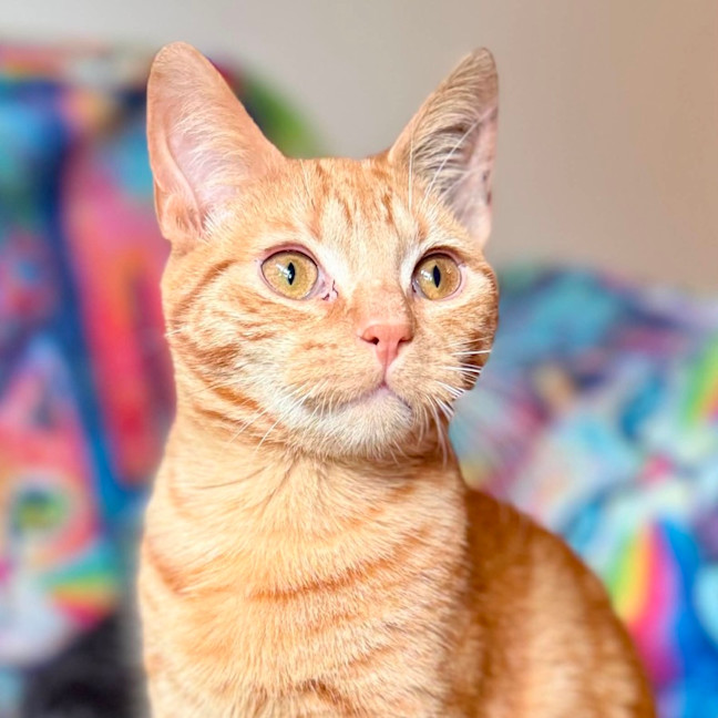 Photo of Boris   In Foster Care In Templestowe