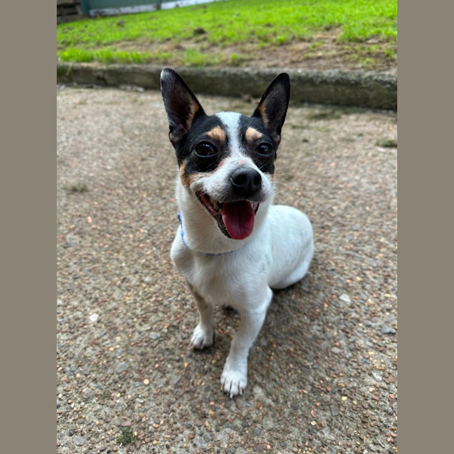 Photo of Mickey   6 Year Old Mini Fox Terrier