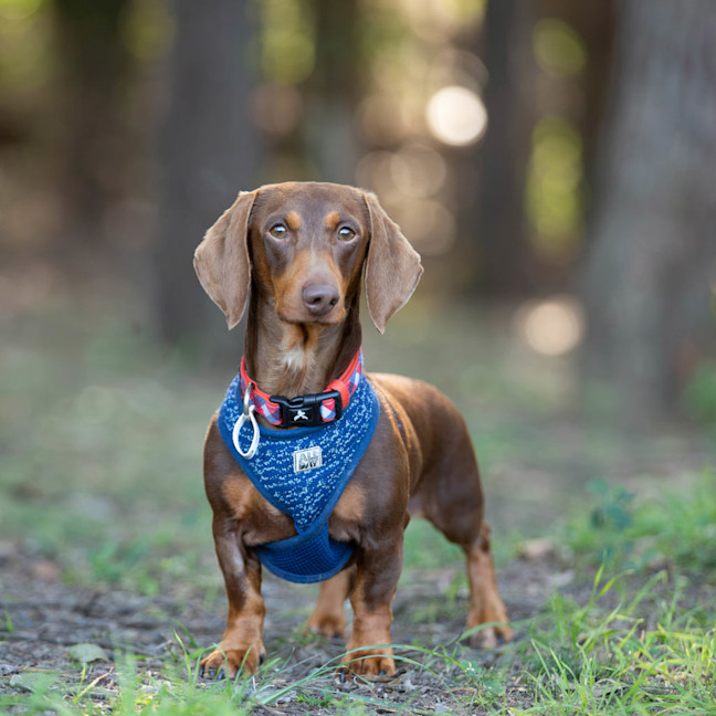 Photo of Frankie