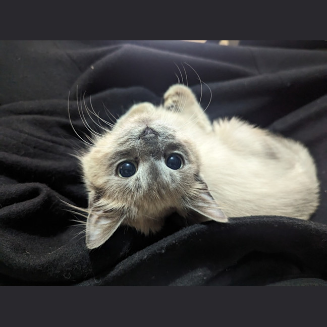 Photo of Lilac