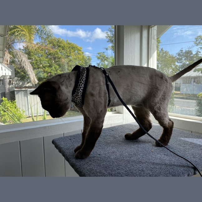 Photo of Moka