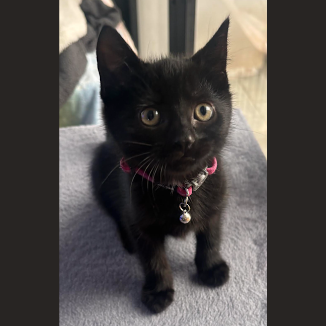 Photo of Luna